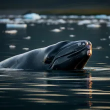Beluga Whale, Male