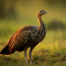 Bengal Florican, Young