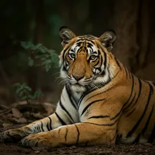Bengal Tiger, Female