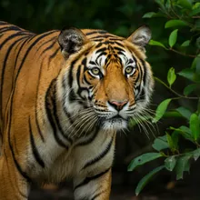 Bengal Tiger, Male
