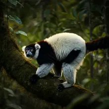 Black-and-white Ruffed Lemur, Female