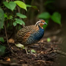 Black-breasted Buttonquail, Young