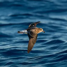 Black-capped Petrel, Female