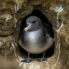 Black-capped Petrel, Male
