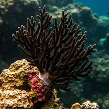 Black Coral, Female