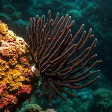 Black Coral, Male