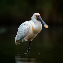 Black-faced Spoonbill, Female