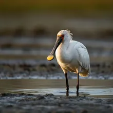 Black-faced Spoonbill, Male