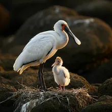 Black-faced Spoonbill, Young