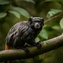 Black Lion Tamarin, Male