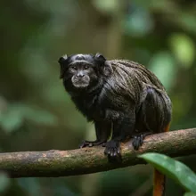 Black Lion Tamarin, Young