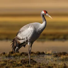 Black-necked Crane, Female