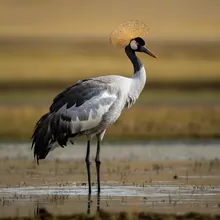 Black-necked Crane, Male