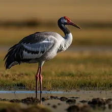 Black-necked Crane, Young