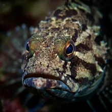 Black Rockcod, Close up