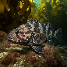 Black Rockcod, Female