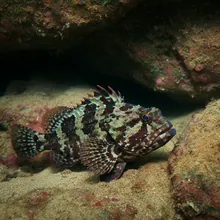 Black Rockcod, Male