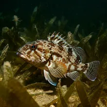 Black Rockcod, Young