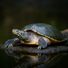 Black Softshell Turtle, Female