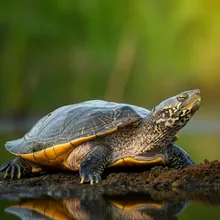 Black Softshell Turtle, Male