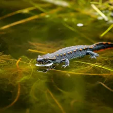 Black-spotted Newt, Male