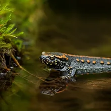 Black-spotted Newt, Young