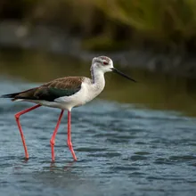 Black Stilt, Female