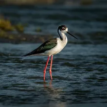 Black Stilt, Male