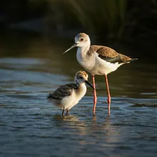 Black Stilt, Young
