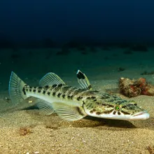 Blackchin Guitarfish, Male