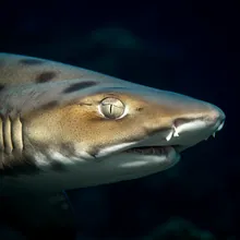 Blackspot Shark, Close up