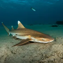 Blackspot Shark, Young