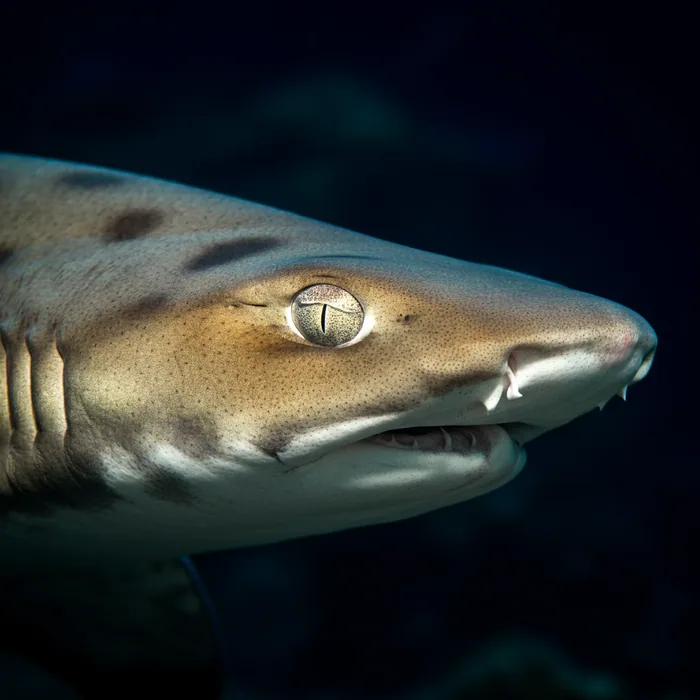Blackspot Shark