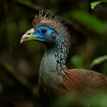 Blue-billed Curassow, Female