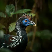 Blue-billed Curassow, Male