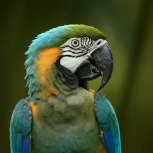 Blue-throated Macaw, Female