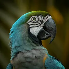 Blue-throated Macaw, Male