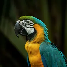 Blue-throated Macaw, Young