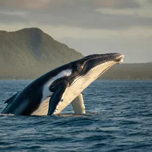 Blue Whale, Female