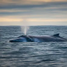 Blue Whale, Male