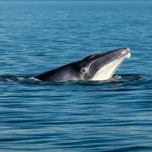 Blue Whale, Young