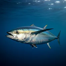 Bluefin Tuna, Young