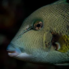 Boomerang Triggerfish, Close up