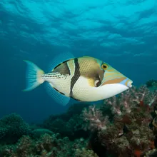 Boomerang Triggerfish, Female
