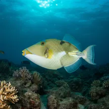 Boomerang Triggerfish, Male