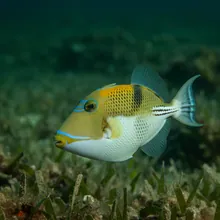 Boomerang Triggerfish, Young