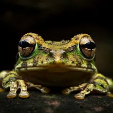 Booming Frog, Close up