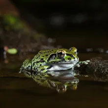 Booming Frog, Young