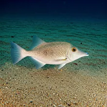 Bottlenose Wedgefish, Female