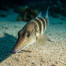 Bottlenose Wedgefish, Young